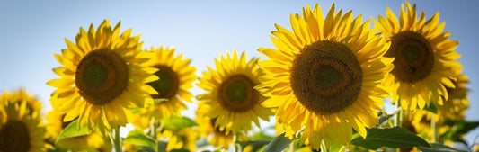 Picture of sunflowers, How to Transition Your Organic Beauty Routine for Spring